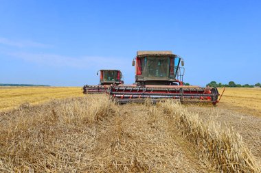 Buğday tarlasında çalışan hasatçıları birleştirin, kırsal kesimde hasat yapın.