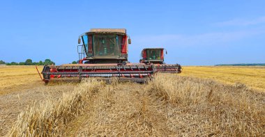 Buğday tarlasında çalışan hasatçıları birleştirin, kırsal kesimde hasat yapın.