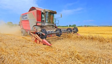 combine harvester working at wheat field, harvesting in the countryside