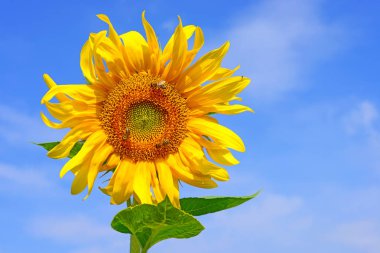 Bir mavi gökyüzü arka plan sarı ayçiçeği