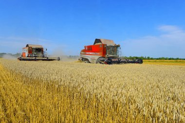 Buğday tarlasında çalışan hasatçıları birleştirin, kırsal kesimde hasat yapın.