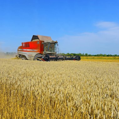 Buğday tarlasında çalışan hasatçıyı birleştirin, kırsal alanda hasat yapın.