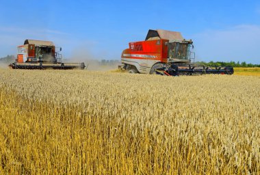 Buğday tarlasında çalışan hasatçıları birleştirin, kırsal kesimde hasat yapın.