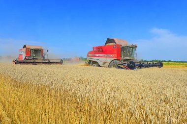Buğday tarlasında çalışan hasatçıları birleştirin, kırsal kesimde hasat yapın.