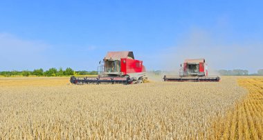 Buğday tarlasında çalışan hasatçıları birleştirin, kırsal kesimde hasat yapın.