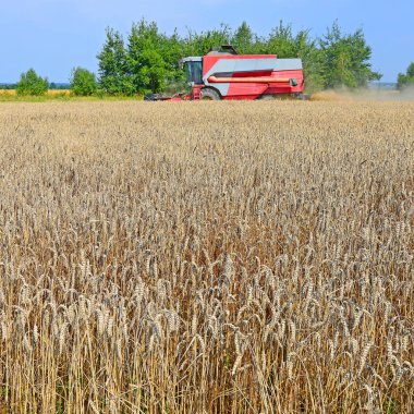 Buğday tarlasında çalışan hasatçıyı birleştirin, kırsal alanda hasat yapın.
