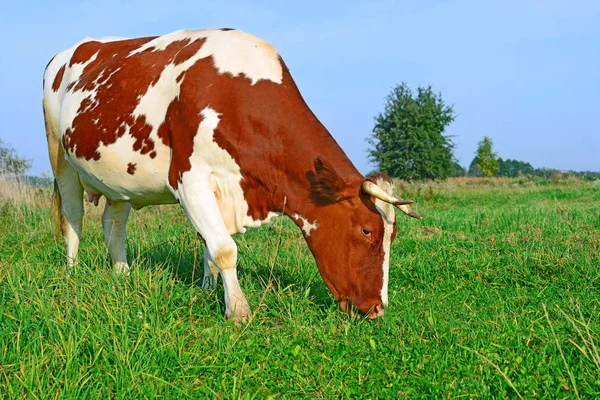 Cow Summer Pasture Sunny Day — Stockfoto