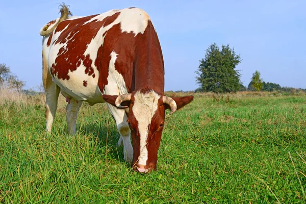 Cow Summer Pasture Sunny Day — Stock Photo, Image