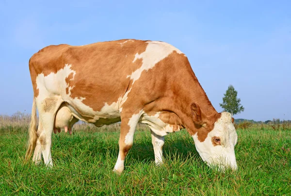 Cow Summer Pasture Sunny Day — Fotografia de Stock
