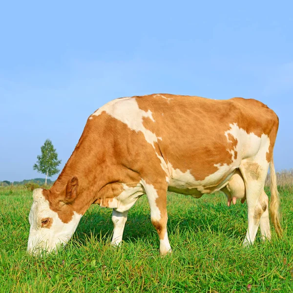 Cow Summer Pasture Sunny Day — Stockfoto