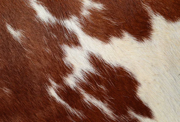 Fragment Cow Skin Animal Background — Stok fotoğraf