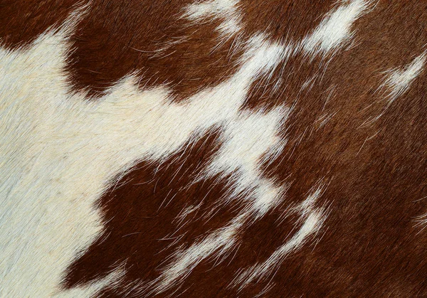 Fragment Cow Skin Animal Background — 图库照片