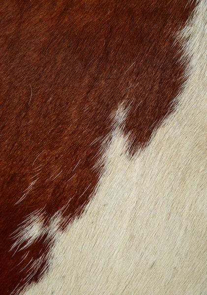 Fragment Cow Skin Animal Background — 图库照片