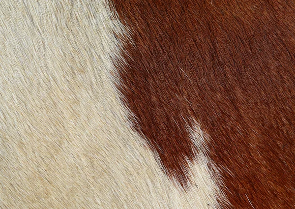 Fragment Cow Skin Animal Background — ストック写真