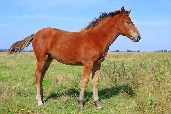 Pferd Auf Einer Sommerweide — Stockfoto