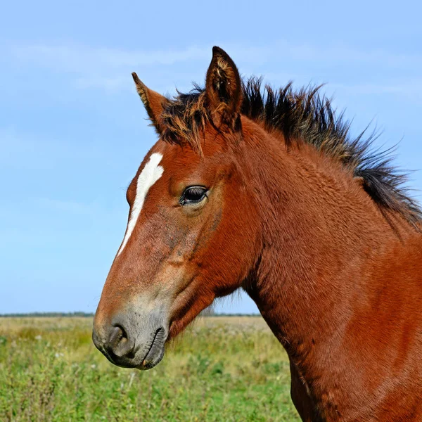 Head Horse Blue Sky — Fotografia de Stock