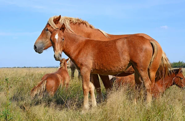 Beautiful Horses Pasture — Stock Photo, Image