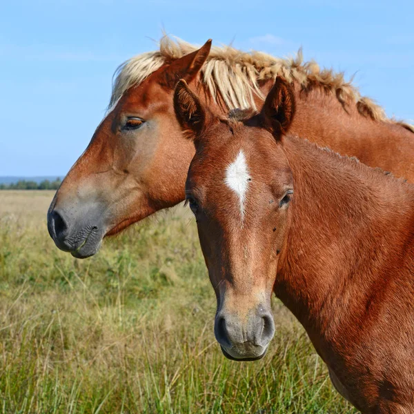 Beautiful Horses Pasture — Foto de Stock