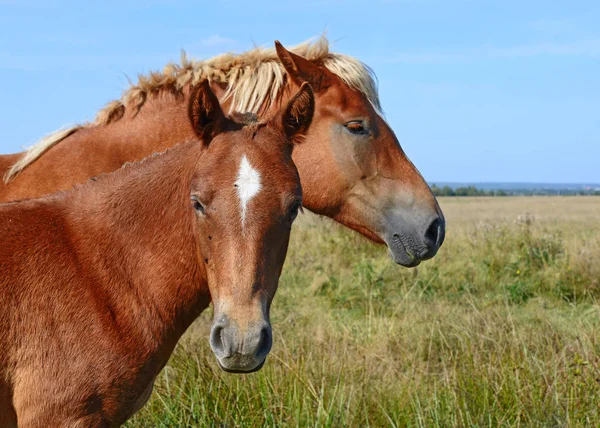 Красивые Лошади Пастбище — стоковое фото