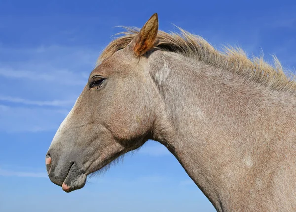 Cabeza Caballo Contra Cielo Azul —  Fotos de Stock