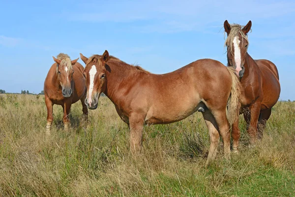 Beautiful Horses Pasture — Stock Photo, Image