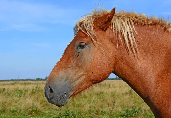 Cabeza Caballo Contra Cielo Azul —  Fotos de Stock