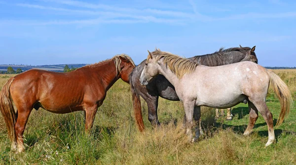Beautiful Horses Pasture — Stok fotoğraf