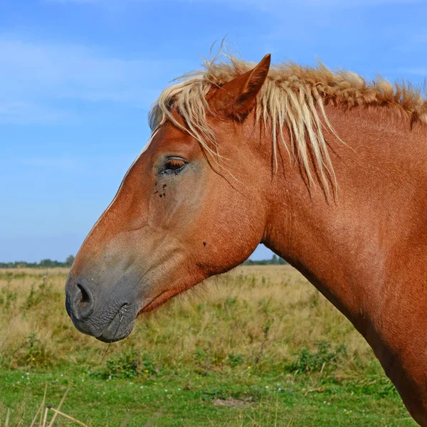 Cabeza Caballo Contra Cielo Azul —  Fotos de Stock