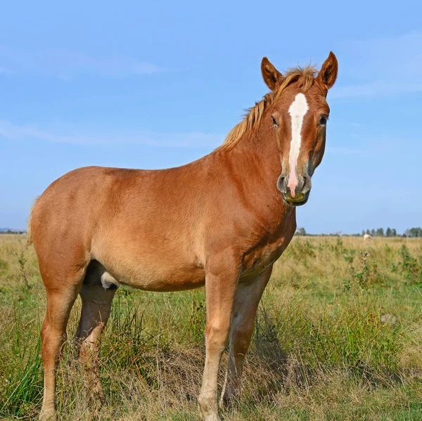 Beautiful Horse Pasture — Stock Photo, Image