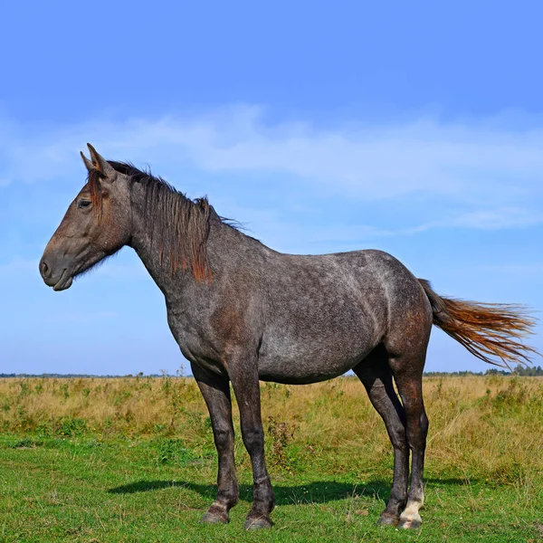 Beautiful Horse Pasture —  Fotos de Stock