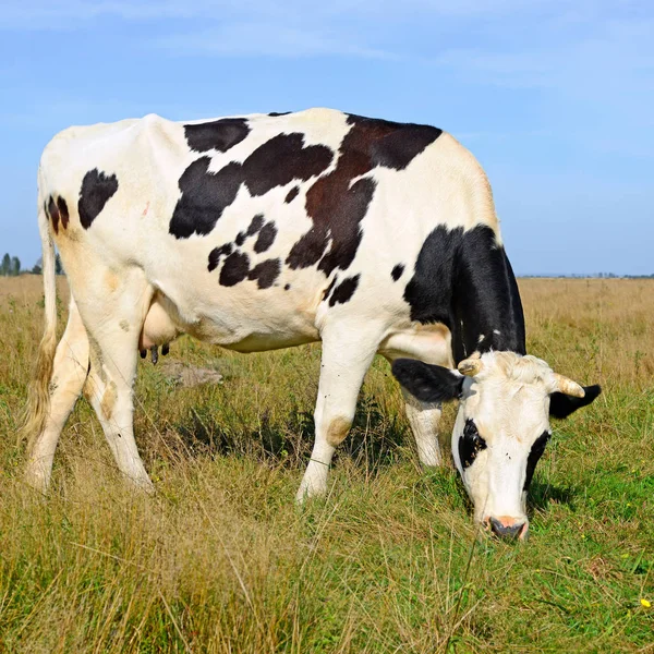 Gros Plan Belle Vache Noire Blanche Sur Prairie — Photo