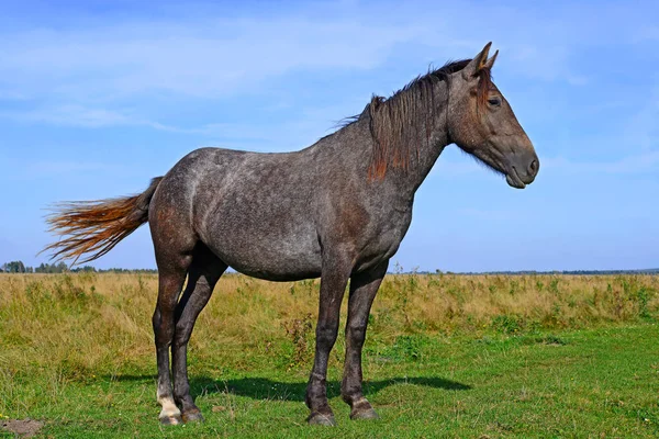 Beautiful Horse Pasture — Stockfoto