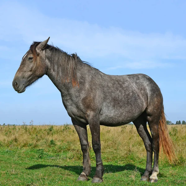 Beautiful Horse Pasture — Fotografia de Stock
