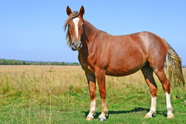 Beautiful Horse Pasture — Stockfoto