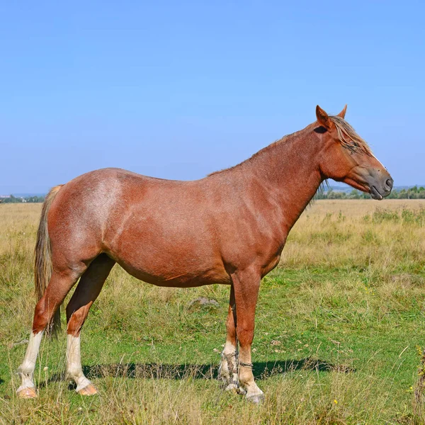 Prachtig Paard Weide — Stockfoto