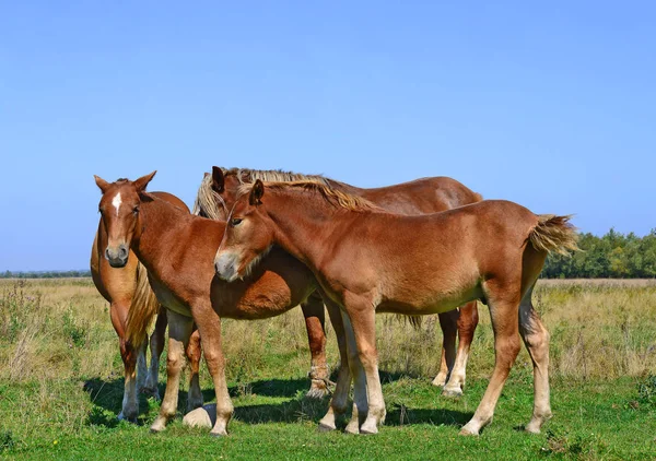 Beautiful Horses Pasture —  Fotos de Stock
