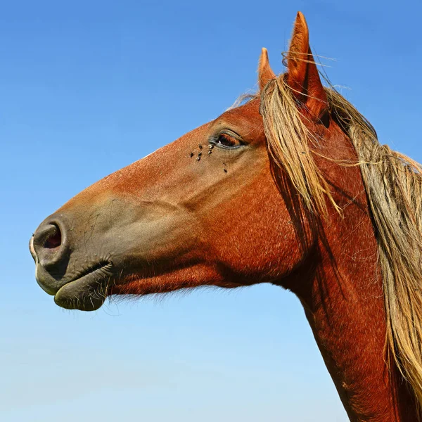 马头对着蓝天 — 图库照片
