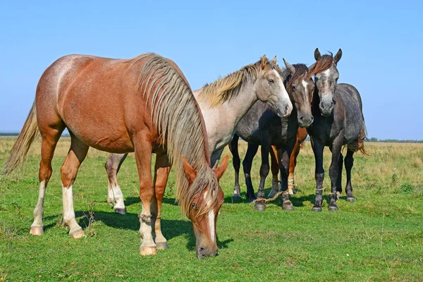 Beautiful Horses Pasture — Stok fotoğraf