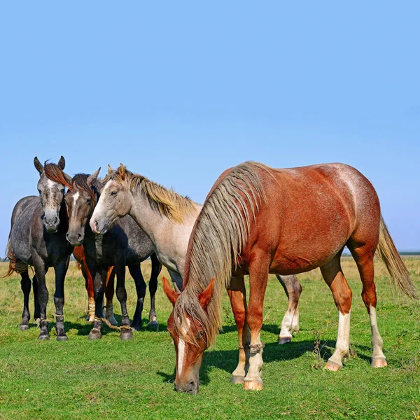 Beautiful Horses Pasture —  Fotos de Stock