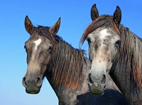 Portrait Beautiful Horses Rural Landscape —  Fotos de Stock