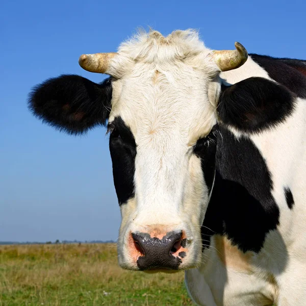 Gros Plan Belle Vache Noire Blanche Sur Prairie — Photo