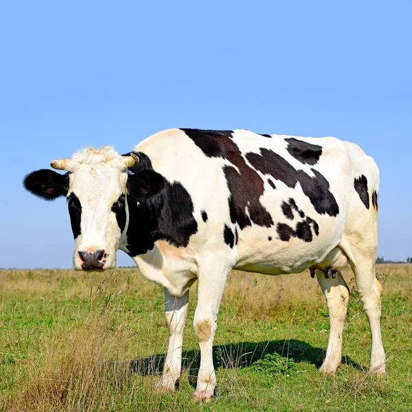 Gros Plan Belle Vache Noire Blanche Sur Prairie — Photo