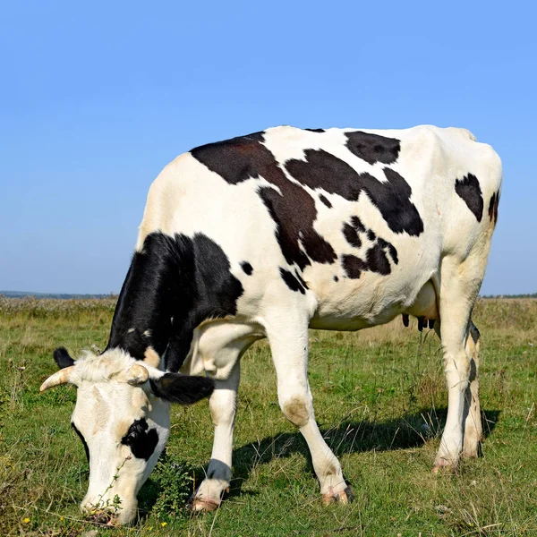 Primer Plano Hermosa Vaca Blanca Negra Prado —  Fotos de Stock