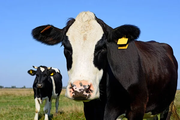在草地上与美丽的黑白奶牛亲密接触 — 图库照片