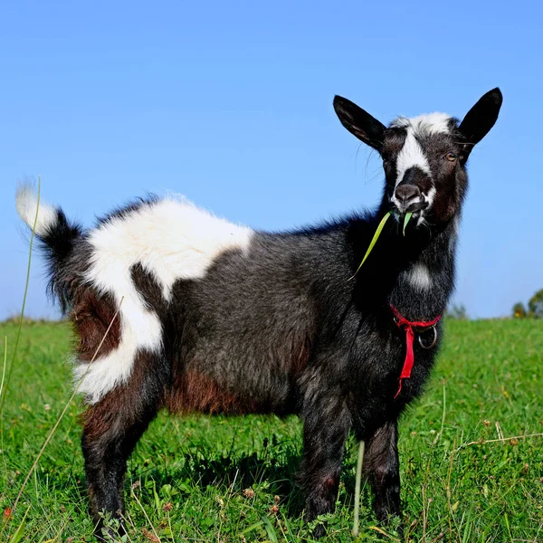 Geit Een Groene Weide — Stockfoto