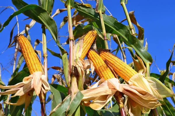 Vidéki Táj Fiatal Corn — Stock Fotó