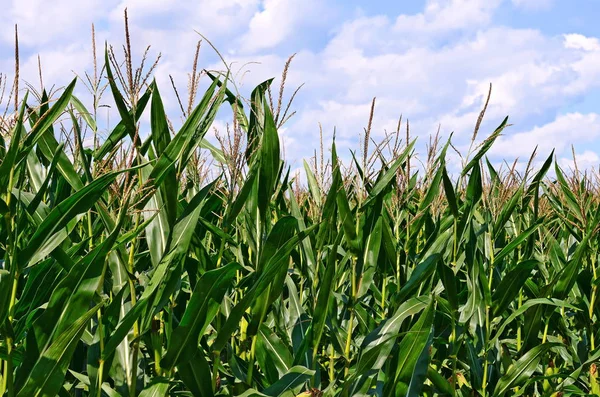 Молодая Кукуруза Сельской Местности — стоковое фото
