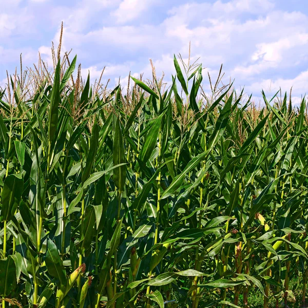 Unga Majs Landsbygdens Landskap — Stockfoto