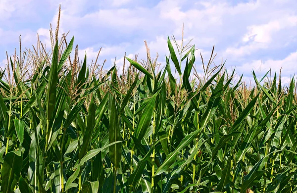 Grano Giovane Nel Paesaggio Rurale — Foto Stock