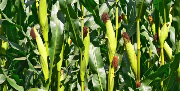 Grano Giovane Nel Paesaggio Rurale — Foto Stock